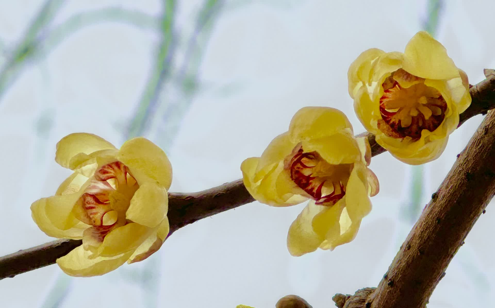 京城多地蜡梅渐次盛放,这些小众"宝藏"公园不容错过_新浪财经_新浪网