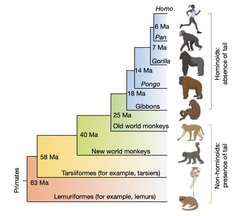 灵长类动物尾部表型的系统发育树(ma表示百万年前)
