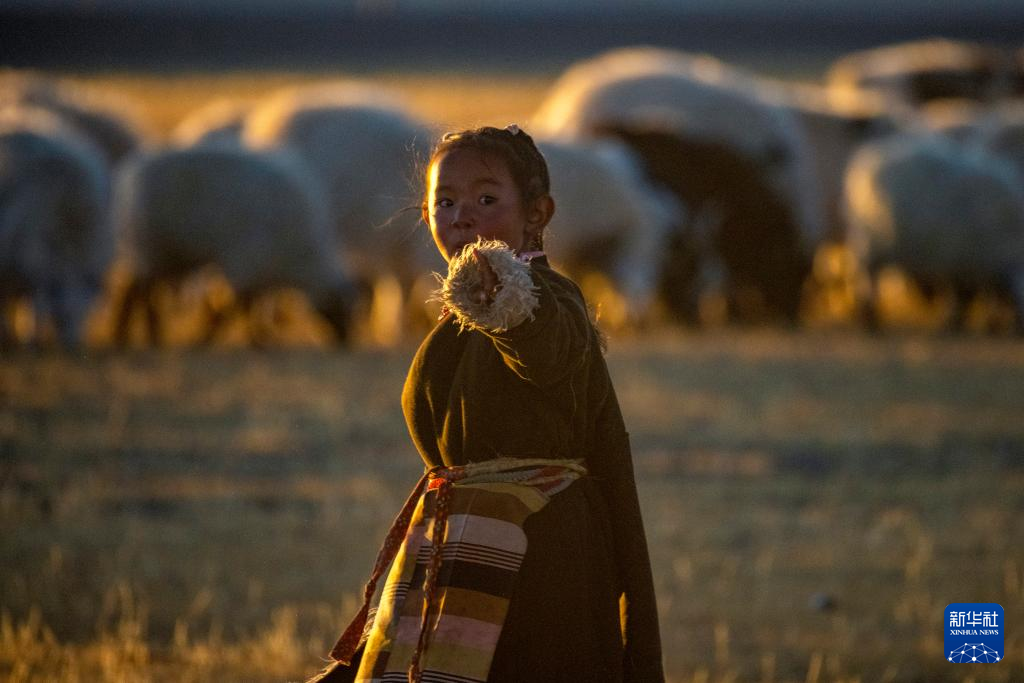 丹增4岁的小妹妹拉姆卓玛在牧场上迎接姐姐赶羊入圈(2023年12月18日摄