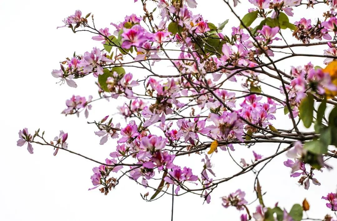 珠海"繁花",浪漫"上映"|珠海市_新浪财经_新浪网