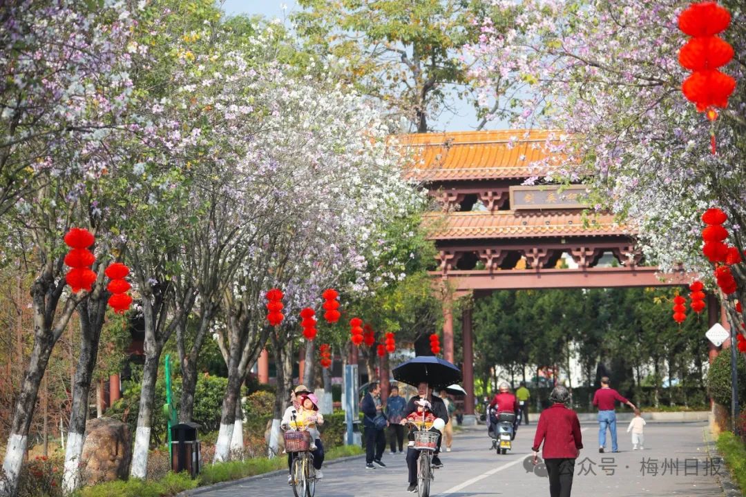 太美了!"花"一秒带你踏进梅州的春天!|梅州市_新浪财经_新浪网