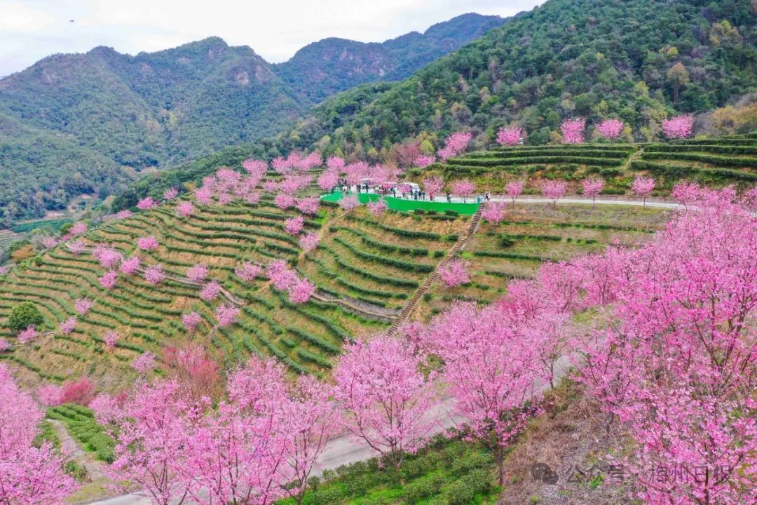 "花"一秒带你踏进梅州的春天!