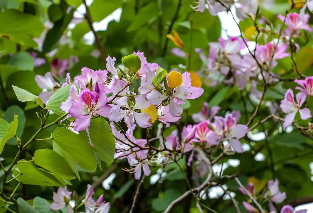 珠海"繁花",浪漫"上映"|珠海市_新浪财经_新浪网