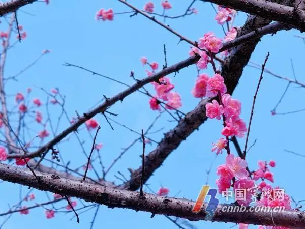2月梅花,花开正艳.