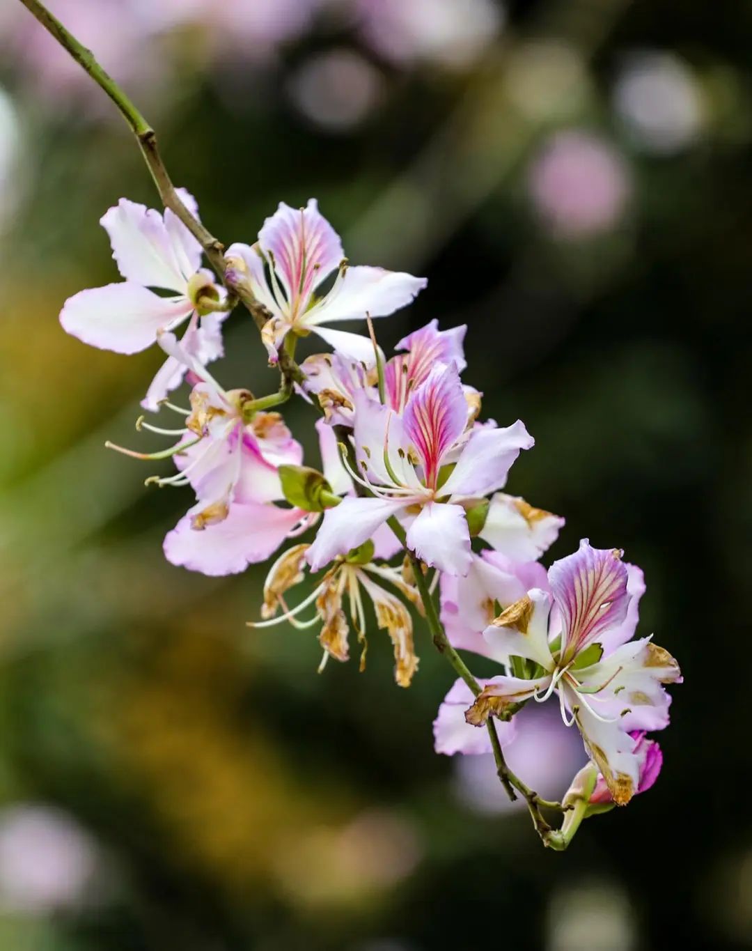 珠海"繁花",浪漫"上映"|珠海市_新浪财经_新浪网