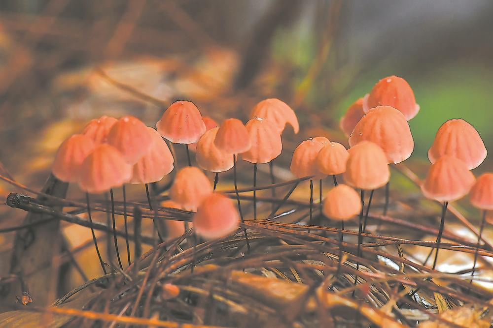 保护区大型真菌新记录种红盖小皮伞组 福建天宝岩国家级自然保护区供