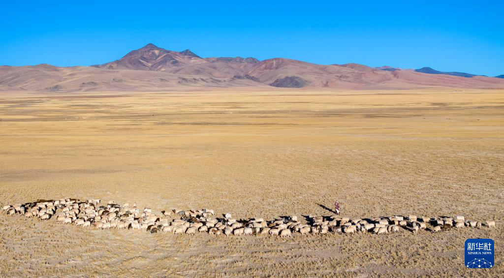 丹增在尼玛县俄久乡马迁村老家的草场上牧羊(无人机照片,2023年12月18