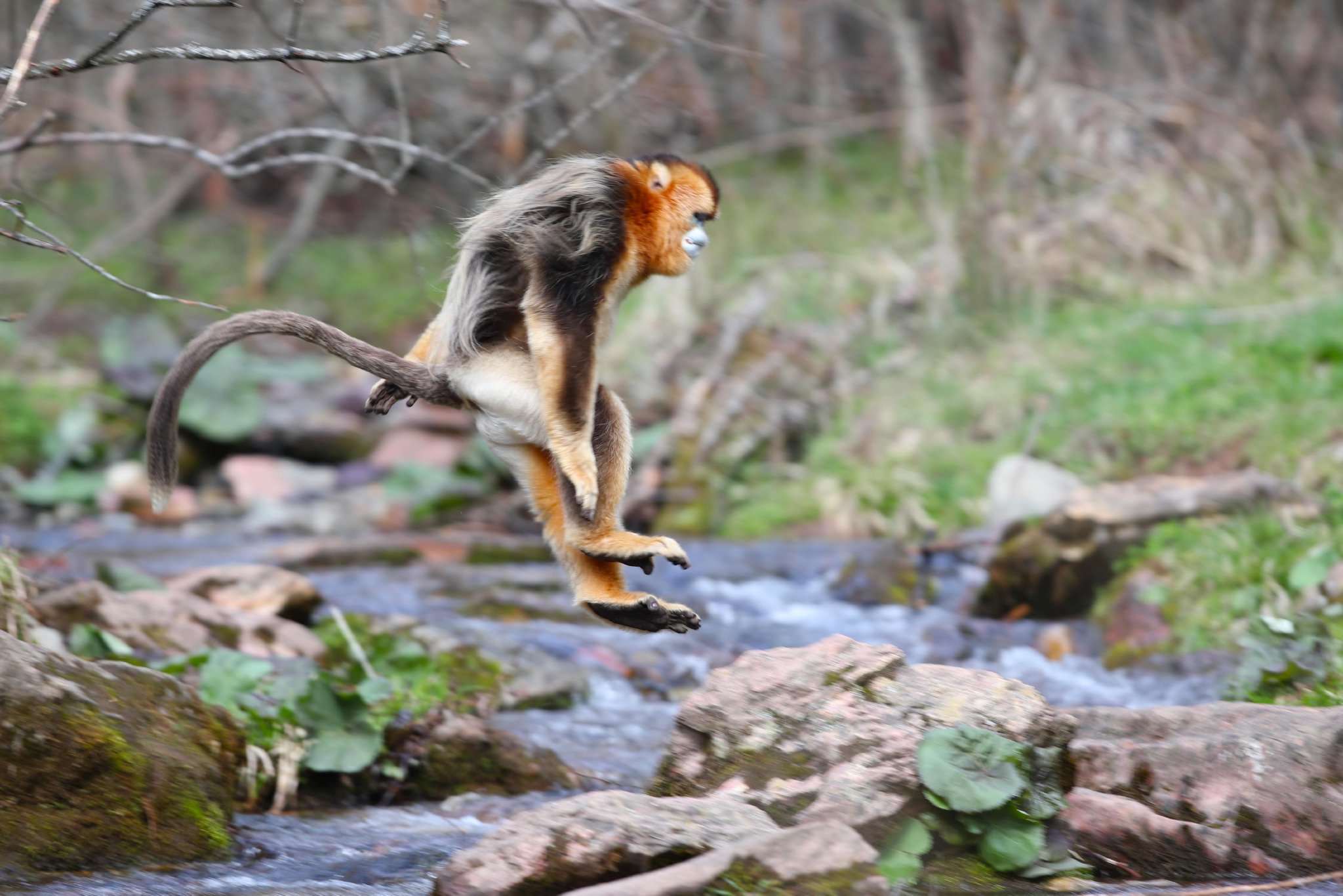 (黑豹野生动物保护站供图)