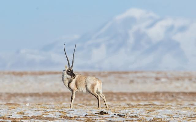 藏羚羊.青海省林草局供图