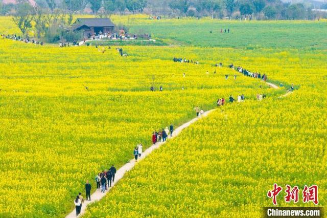 郭旭摄近日,长江上游最大江心岛——重庆南岸区广阳岛上油菜花竞相