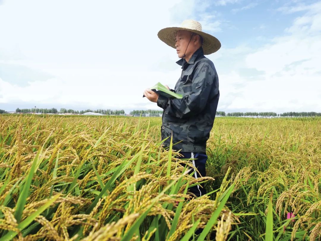 聂守军代表在田间选育水稻品种.(代表供图)