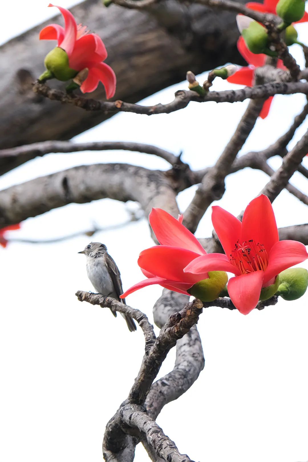 朋友,三亚的木棉花开啦!赏花走起