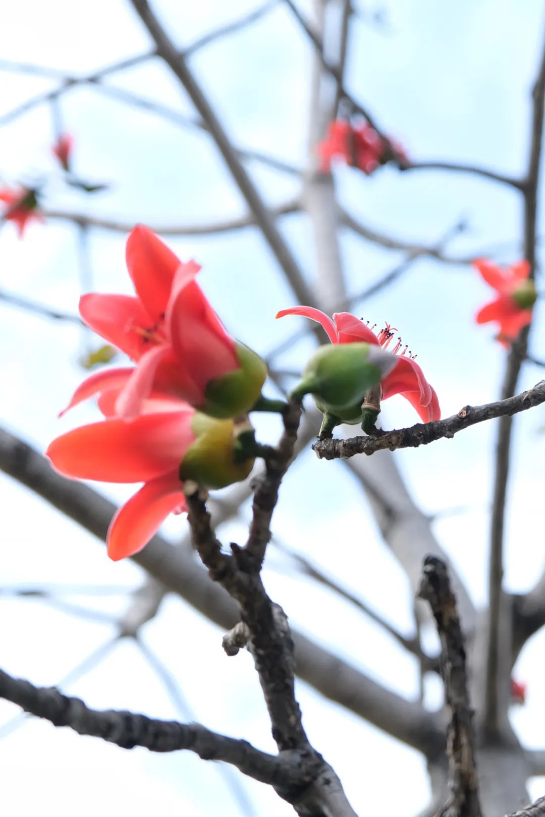 都说木棉花的花语是珍惜身边人,珍惜眼前幸福但是此刻从它们身上传来