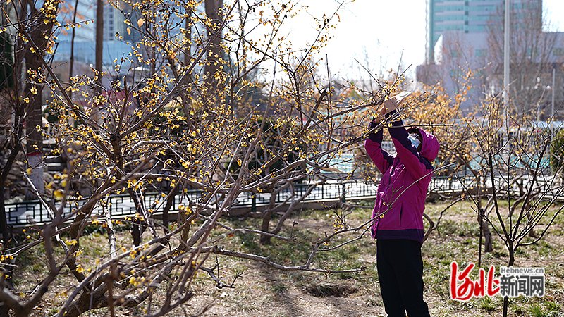 市民在平安公园腊梅园赏花拍照.纵览新闻记者 李见/摄