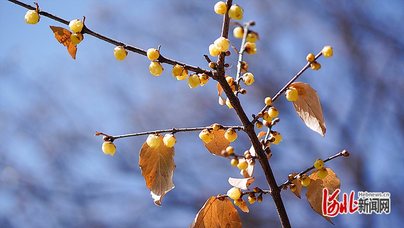 平安公园含苞待放的腊梅.纵览新闻记者 李见/摄
