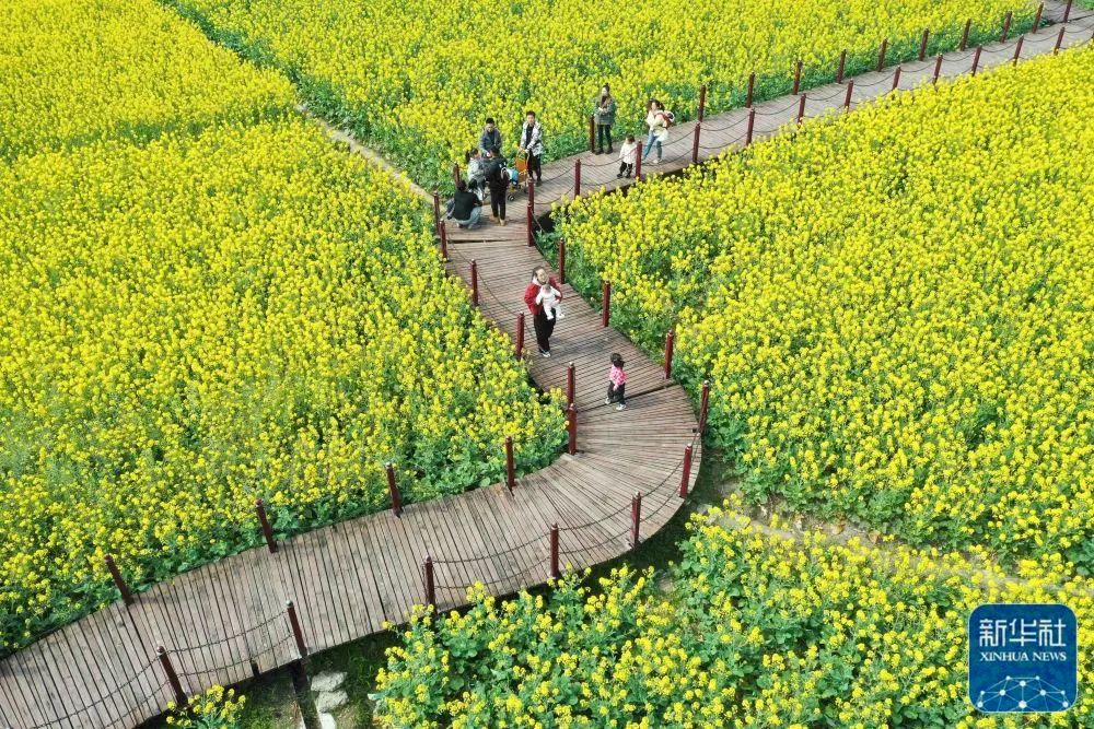 3月2日,游客在贵州省平塘县平舟镇京舟村的油菜花田中游玩(无人机照片