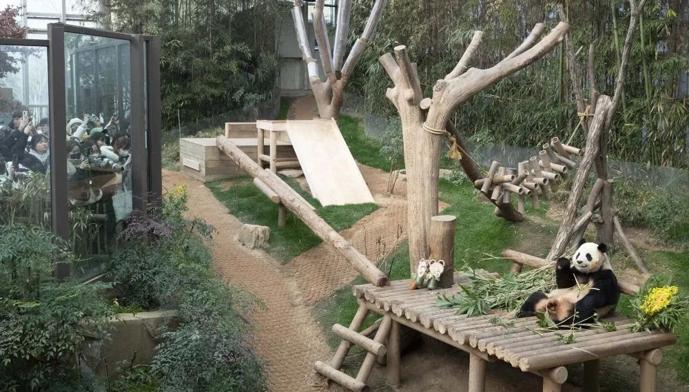 3月3日,人们在位于韩国京畿道龙仁市的爱宝乐园观看大熊猫"福宝".