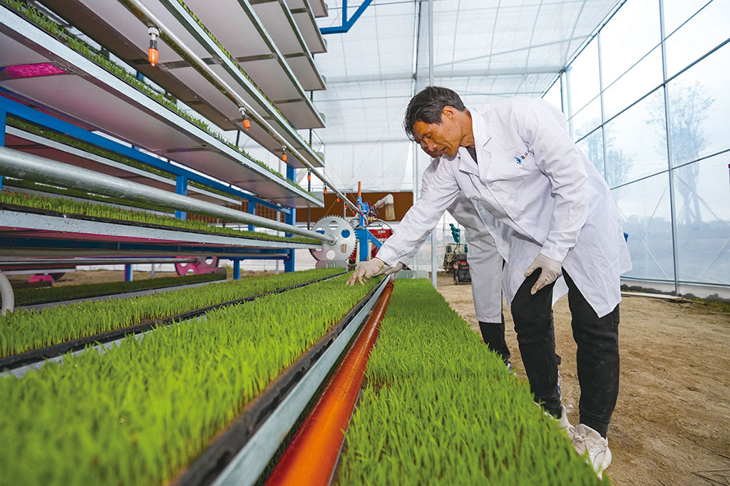 图为在智慧育秧中心,技术员在循环运动式育苗设备上作业.