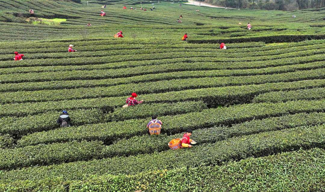 重庆永川:茶农采春茶