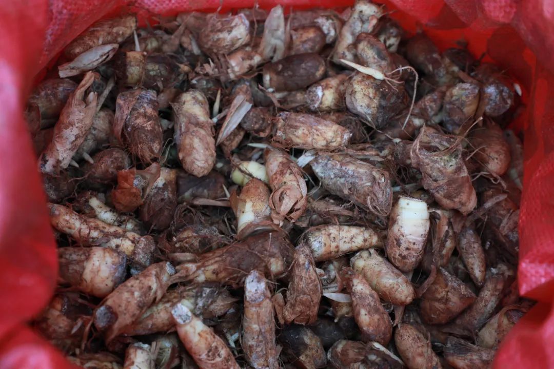 白沙七坊镇千亩南椰薯种下新希望 "照明"乡村振兴路|合作社_新浪财经