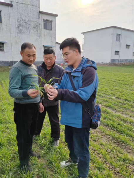 　　河南商丘，新洋丰农艺师孟二洋正在为农户分析苗情，指导农户做好田间管理。