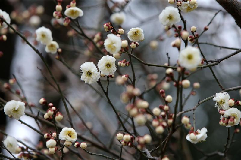 白梅绽放护城河畔|西安市_新浪财经_新浪网