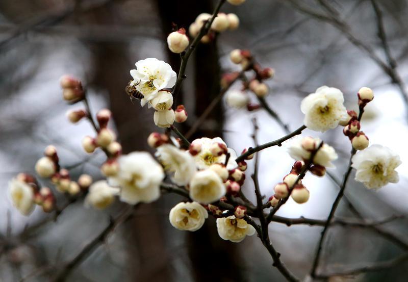 白梅绽放护城河畔|西安市_新浪财经_新浪网