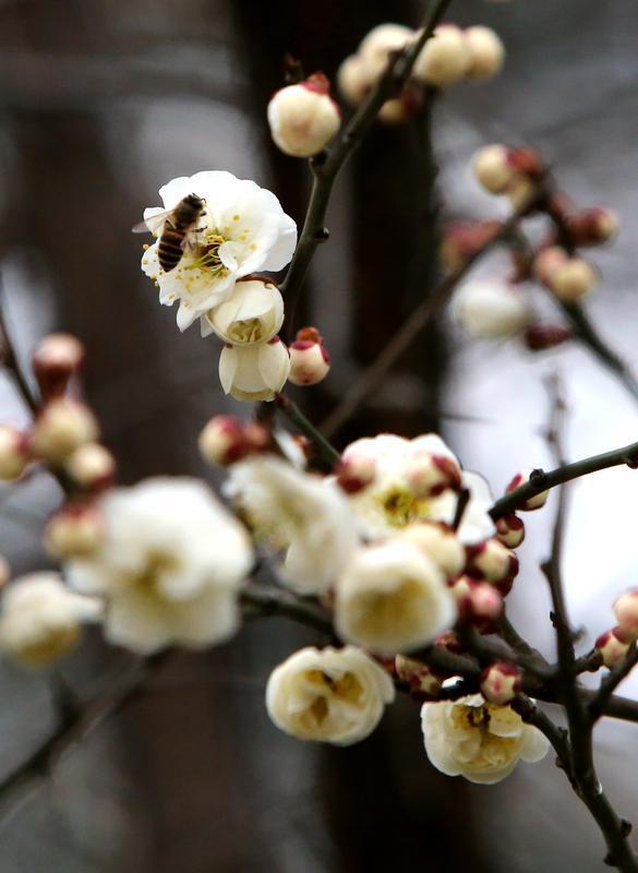 白梅绽放护城河畔|西安市_新浪财经_新浪网