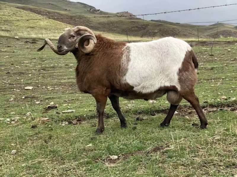 68提供耳细胞的顶级种用欧拉羊.