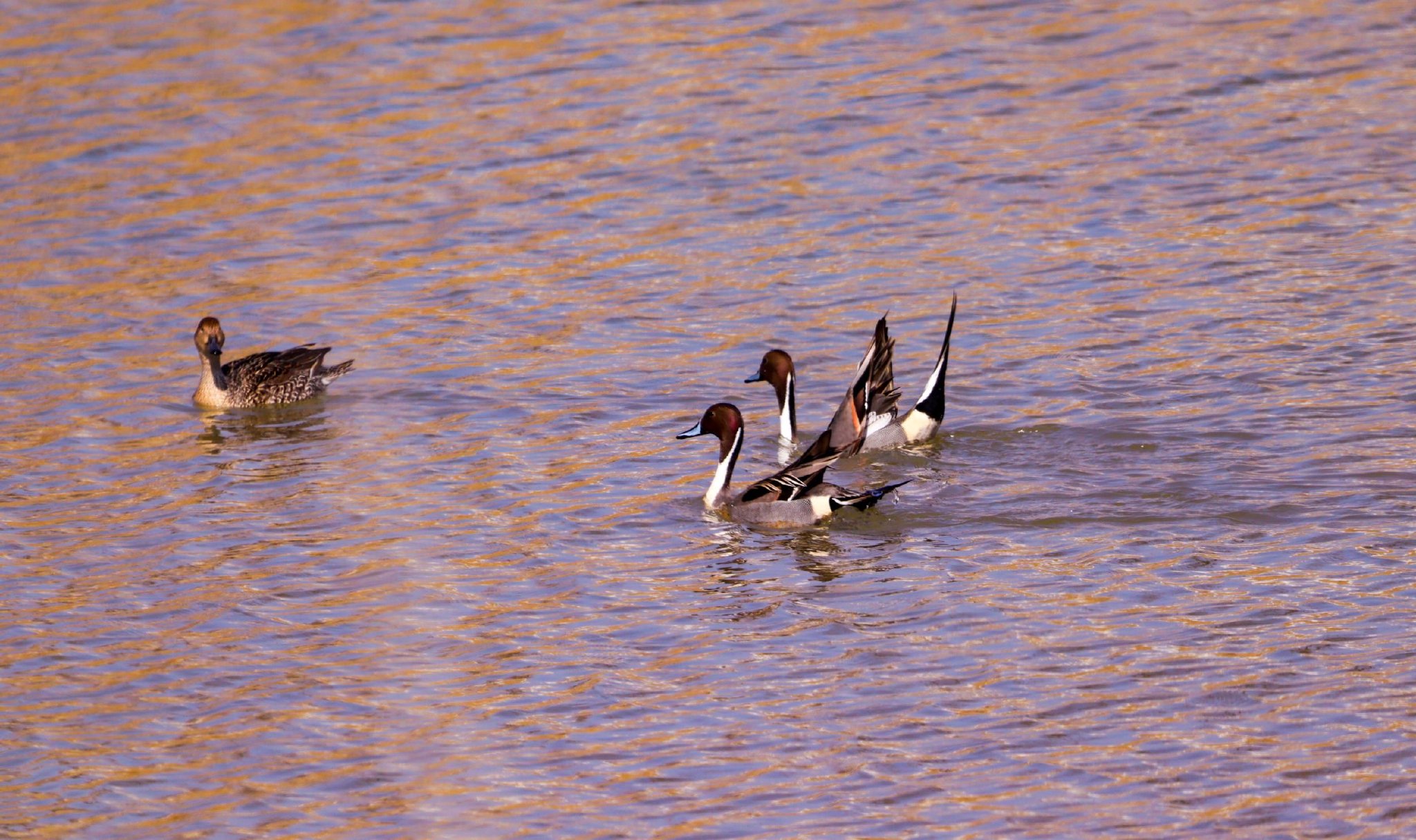 三只针尾鸭在水中嬉戏的照片,这在崇信县沬河首次拍摄到针尾鸭的画面