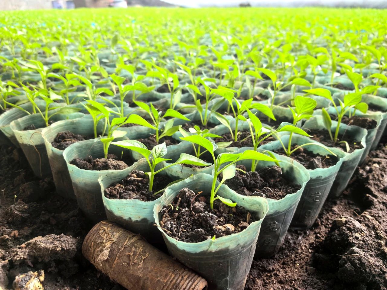 村民们忙播种,忙栽苗,抢抓农时,用辛勤的汗水浇灌丰收的希望.