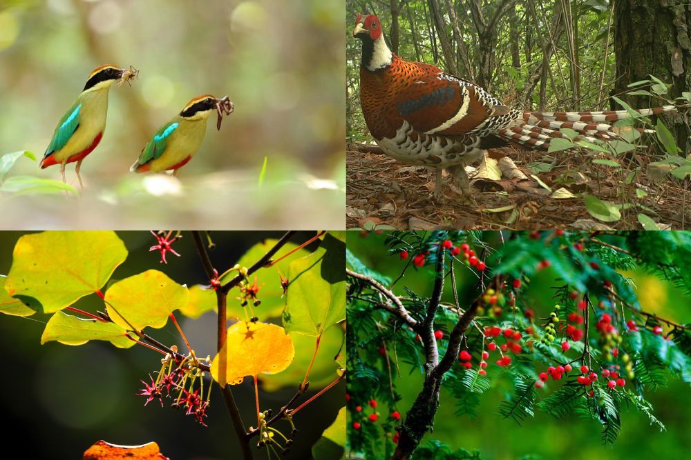 钱江源国家公园内的八色鸫(左上),白颈长尾雉(右上),长柄双花木(左下)