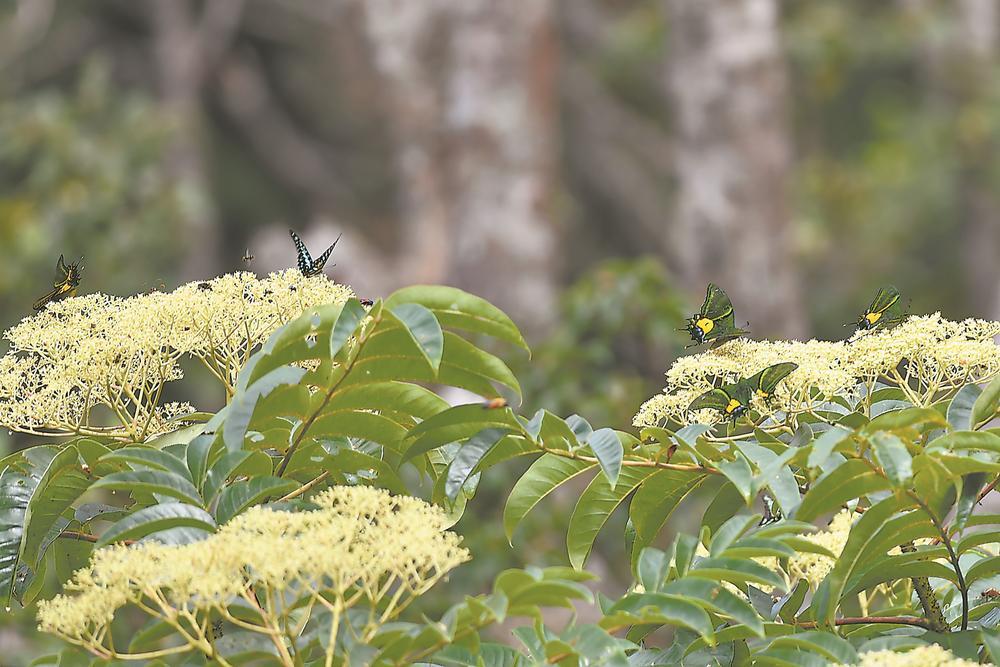 戴云山追蝶_新浪财经_新浪网
