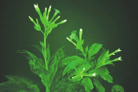 好神奇 白天是牵牛花 晚上是发光的“灯”|水母_新浪财经_新浪网