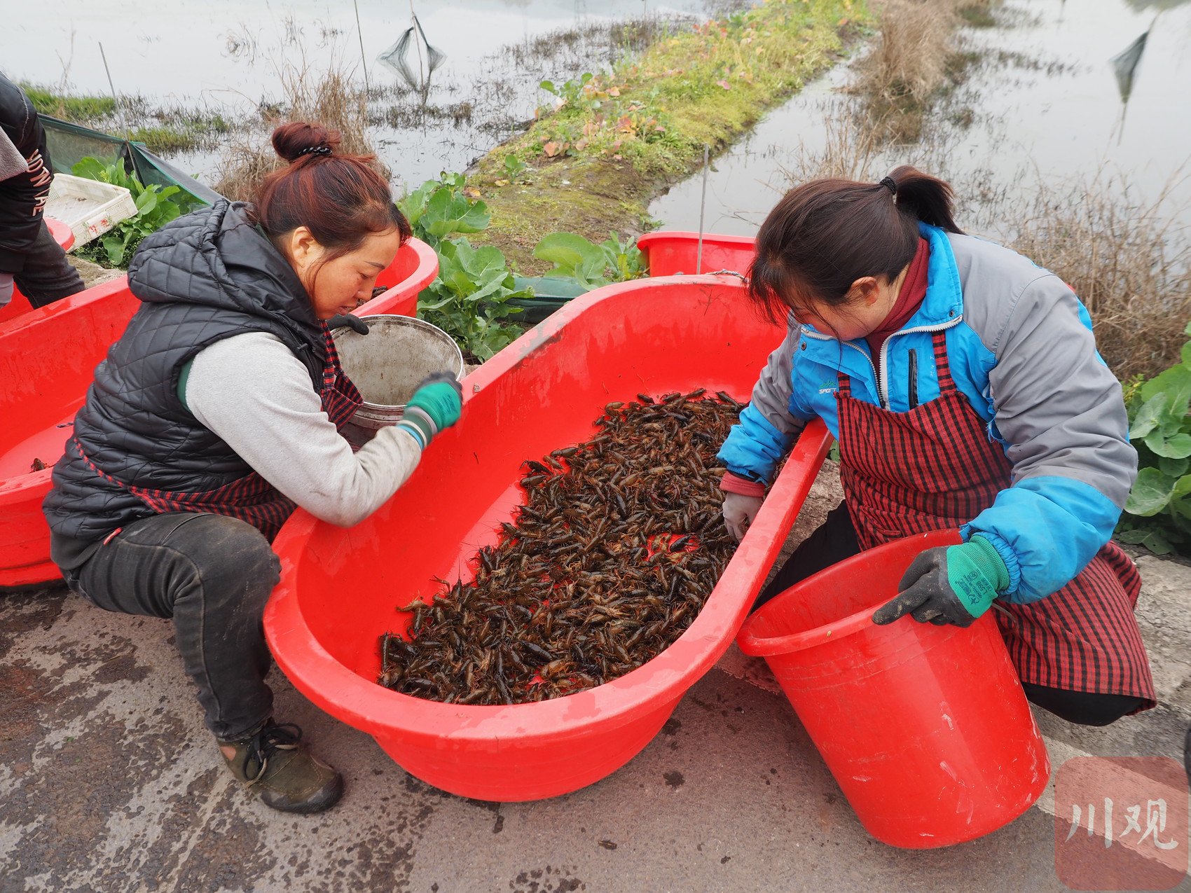 万象耕新2024③丨春节前就上市的川南早虾,如何"巧"打错峰上市牌?