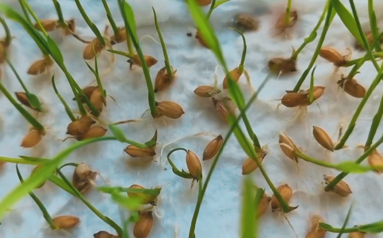 水稻种子发芽实验