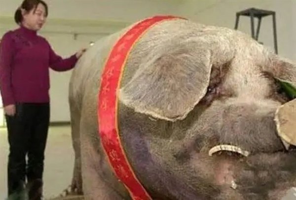 图:很多种猪是会留着它们的獠牙的猪的獠牙是由睾丸激素推动,阉割之后