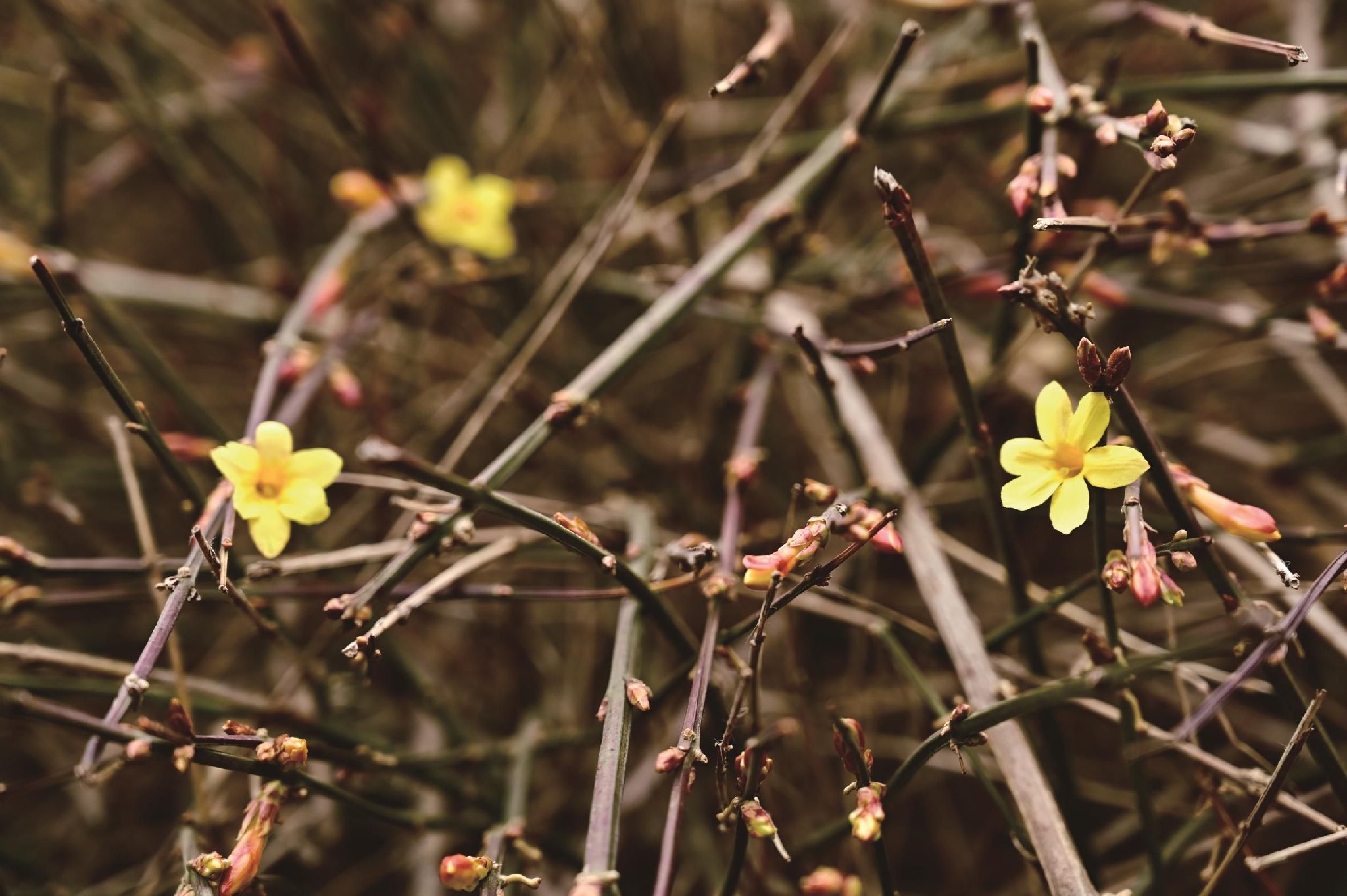 游园拍摄的迎春花