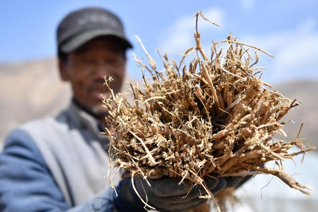 3月7日,在岷县梅川镇中药材标准化种植基地内,药农在整理黄芪种苗.