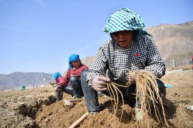 3月7日,在岷县梅川镇中药材标准化种植基地内,药农在采挖党参种苗.