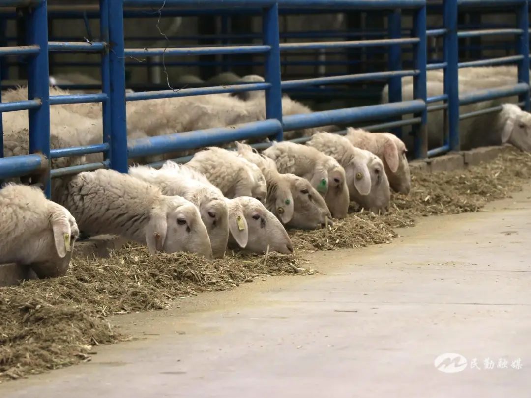 民勤县纯种湖羊种羊场 梁霞 摄