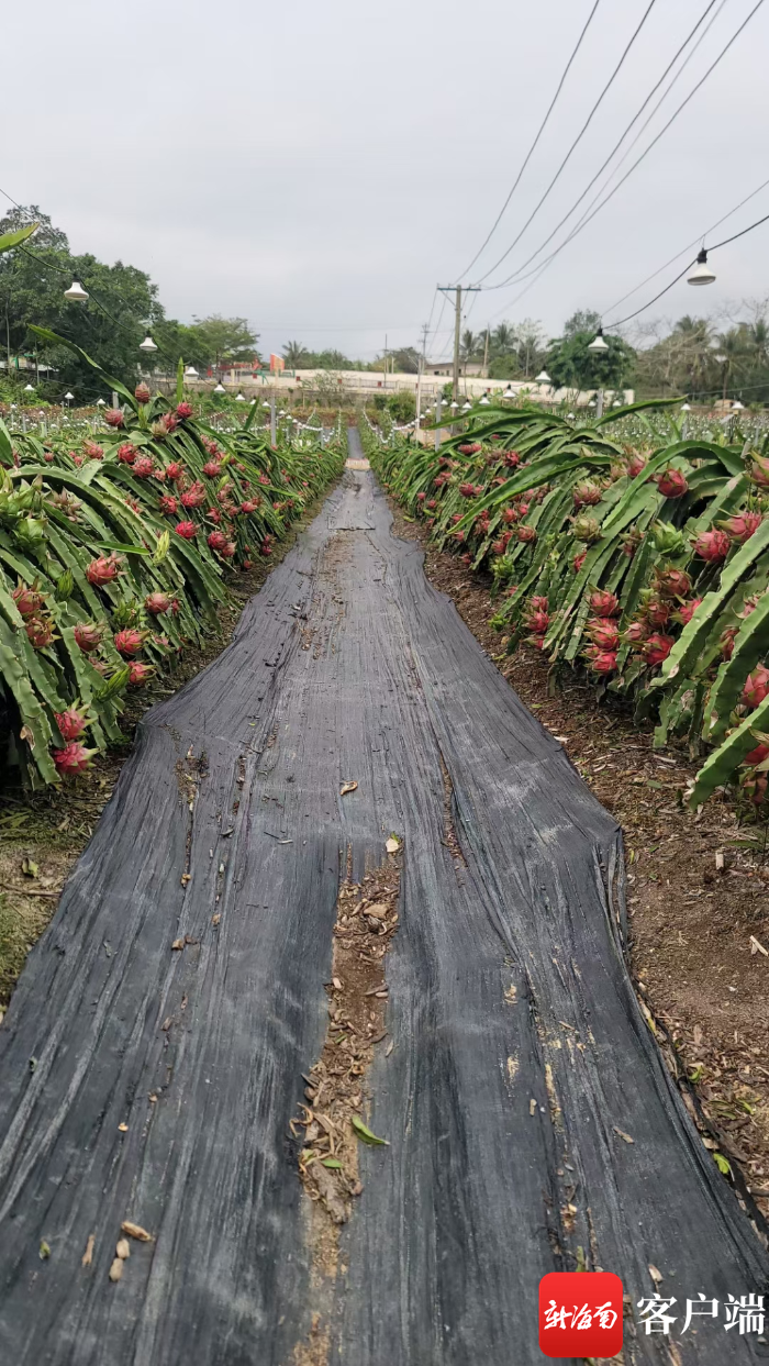 海南东方火龙果将"甜蜜"现身英国曼彻斯特