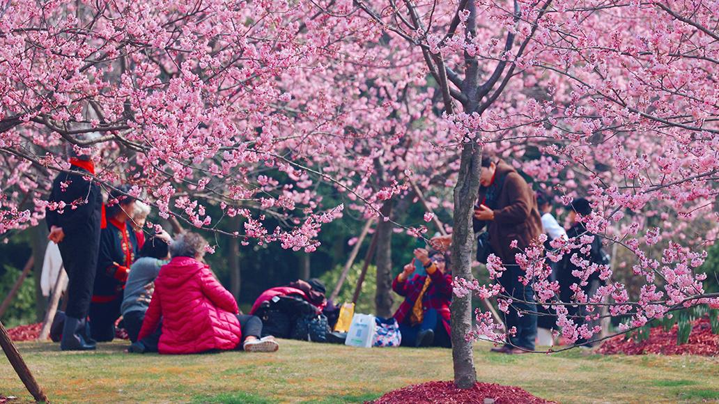 上海樱花节下周一开幕,河津樱,椿寒樱处于最佳观赏期|上海市_新浪财经