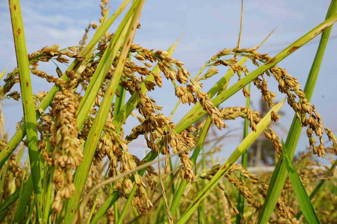 中国科学家破解复粒稻遗传奥秘 有望培育高产水稻新品种_新浪财经