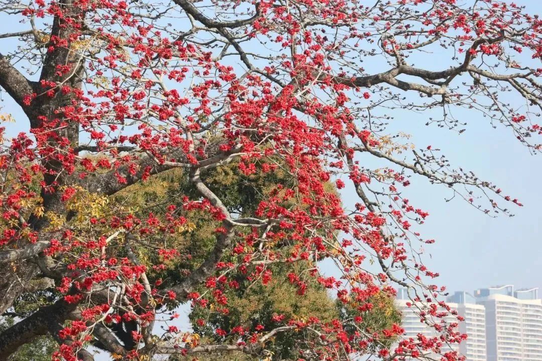 惠州繁花满城,"她"真美!|惠州市_新浪财经_新浪网