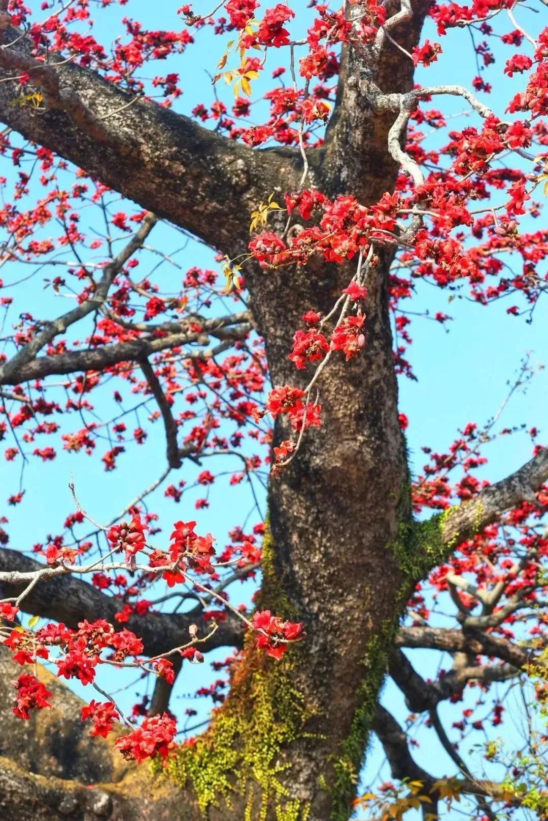 惠州繁花满城,"她"真美!|惠州市_新浪财经_新浪网