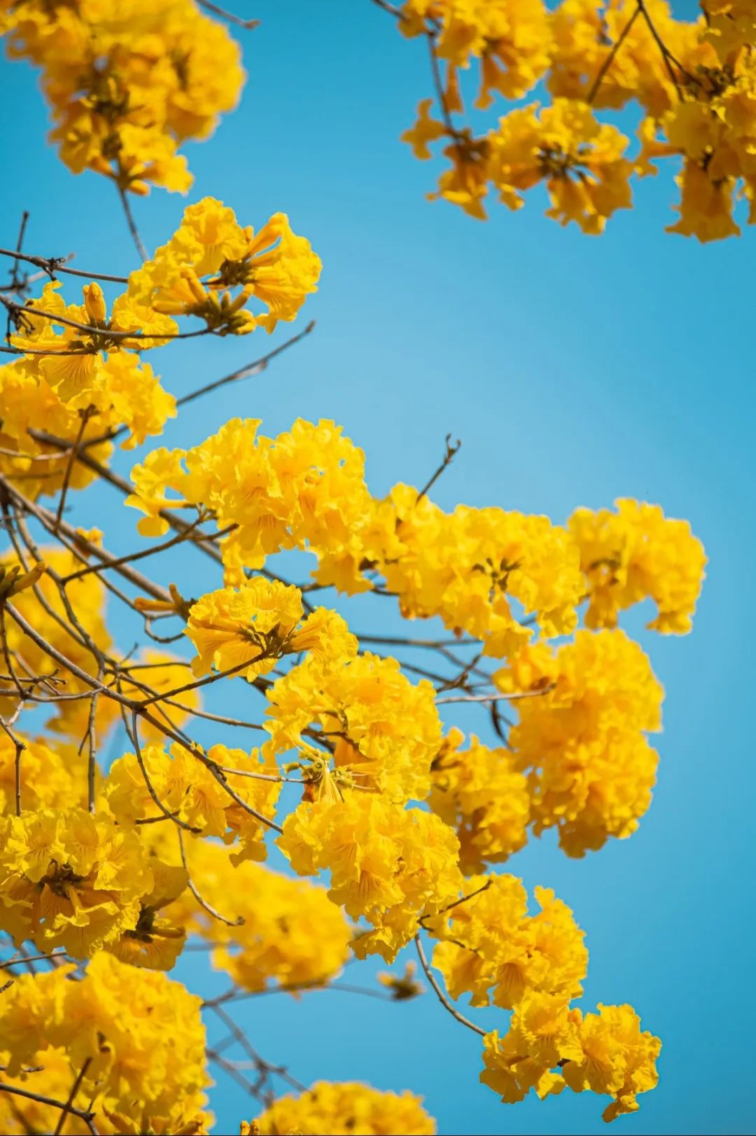 惠州繁花满城,"她"真美!|惠州市_新浪财经_新浪网