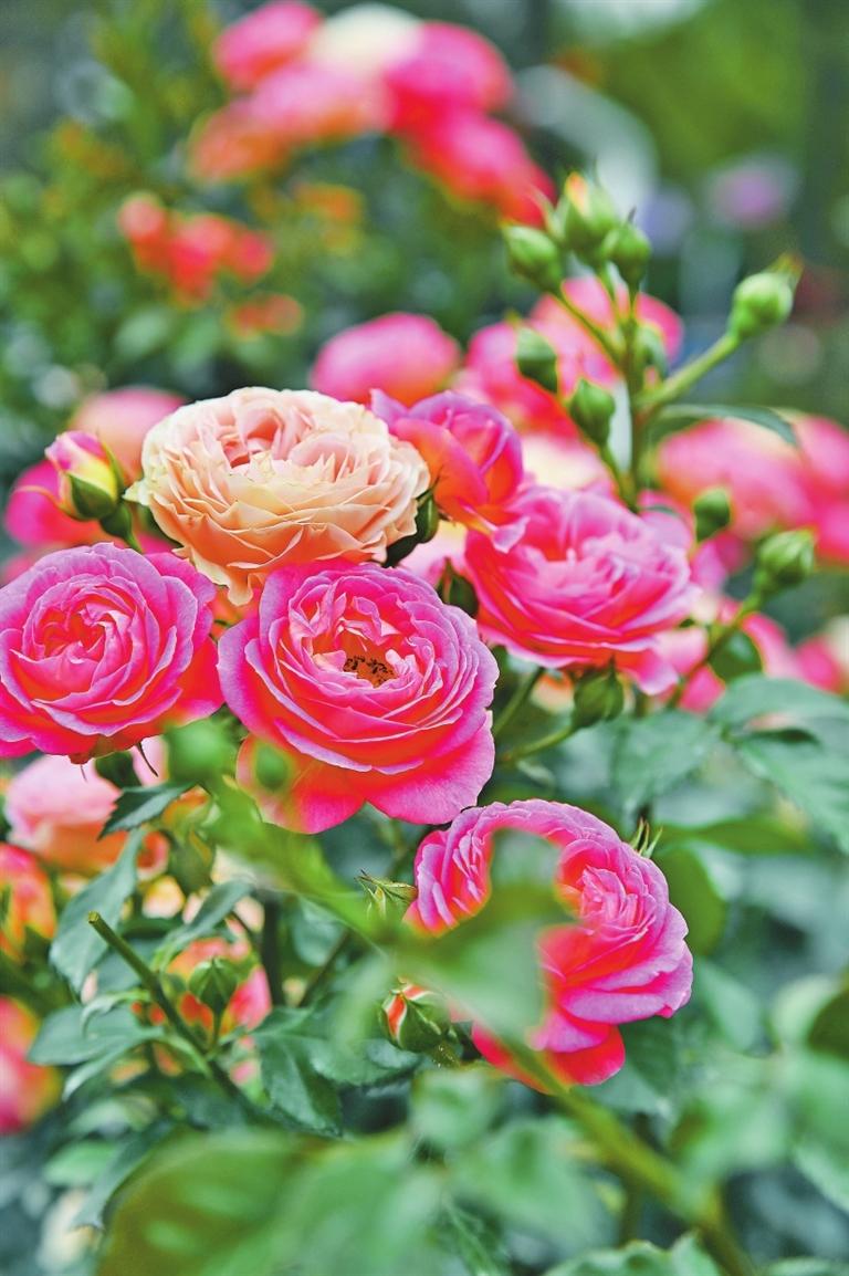 深圳人民公园月季花惊艳盛放.通讯员 白鹭 摄