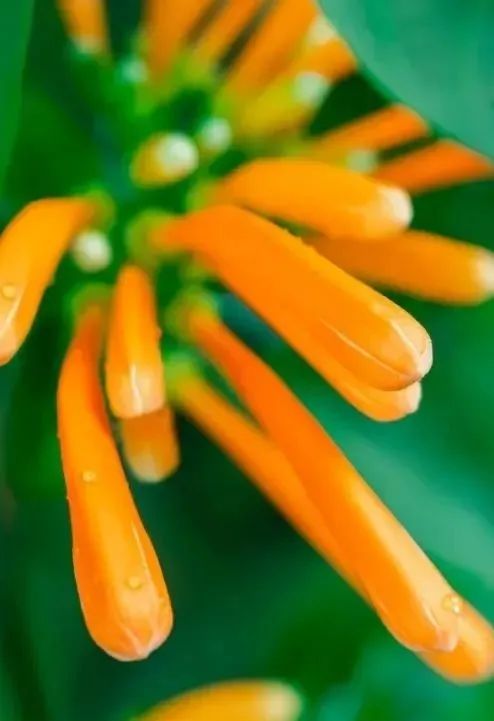 图源:小红书@鱼鱼赏花花期:1-6月.