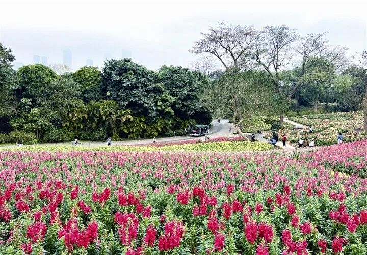 绿城无处不飞花  "醉美"春天在这里